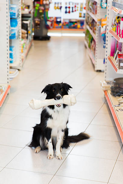 istock Cute Border Collie with big pet bone in pet store 514156470
