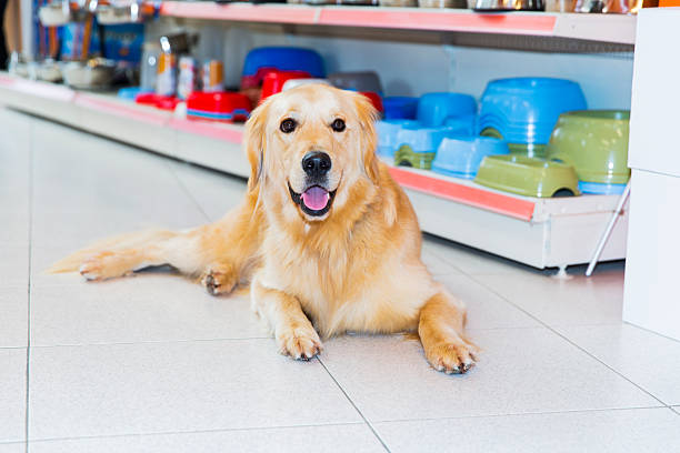 istock Cute Golden Retriever in pet store 514156828