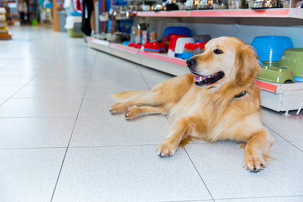 istock Cute Golden Retriever in pet store 514156876