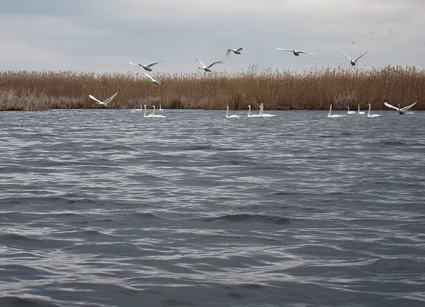 istock Swans flying up from the lake 514157022