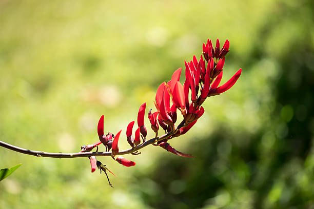 istock Red Wild Orchid with Green Blur Background 514157038
