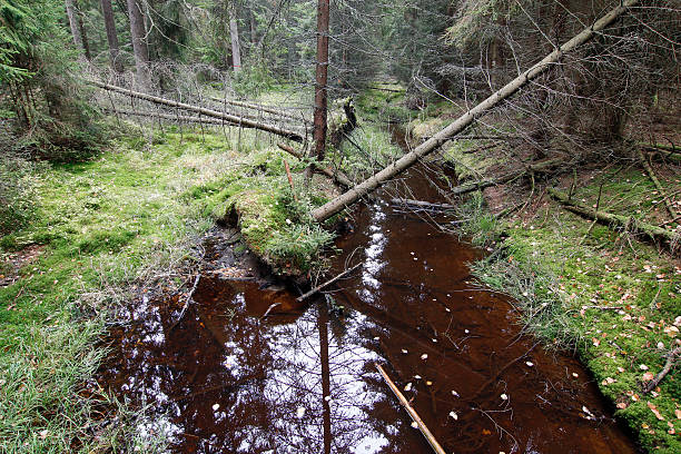 istock Woodland in Slavkov forest 514157530