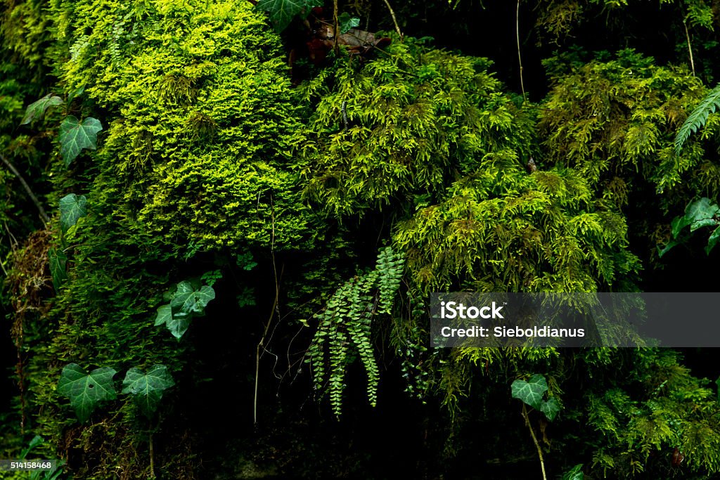Moss covered moist rock face with fern growing. Moss covered moist rock face with fern growing. Other plants: Hedera helix (English ivy), possibly Asplenium trichomanes (maidenhair spleenwort) and possibly Blepharostoma trichophyllum (Hairy Threadwort). Backgrounds Stock Photo