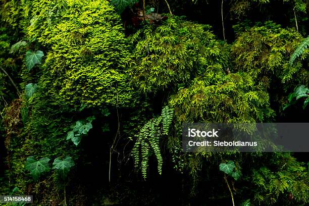 Moss Covered Moist Rock Face With Fern Growing Stock Photo - Download Image Now - Backgrounds, Black Color, Dark