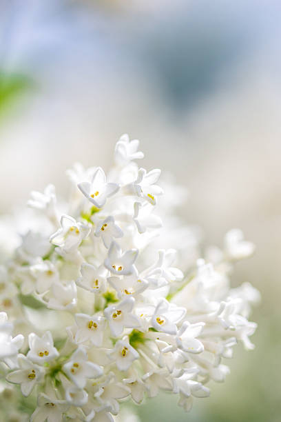 Syringa flower with blurred background stock photo