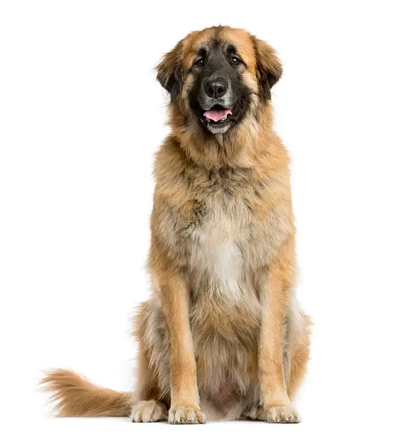 Leonberger sitting in front of a white background