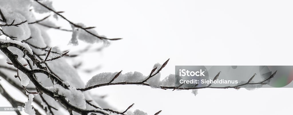 Snow covered branches and buds of Beech tree on white. Beech Tree Stock Photo