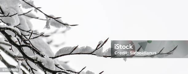 Snow Covered Branches And Buds Of Beech Tree On White Stock Photo - Download Image Now