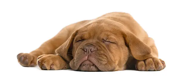Dogue de Bordeaux puppy lying and sleeping in front of a white background