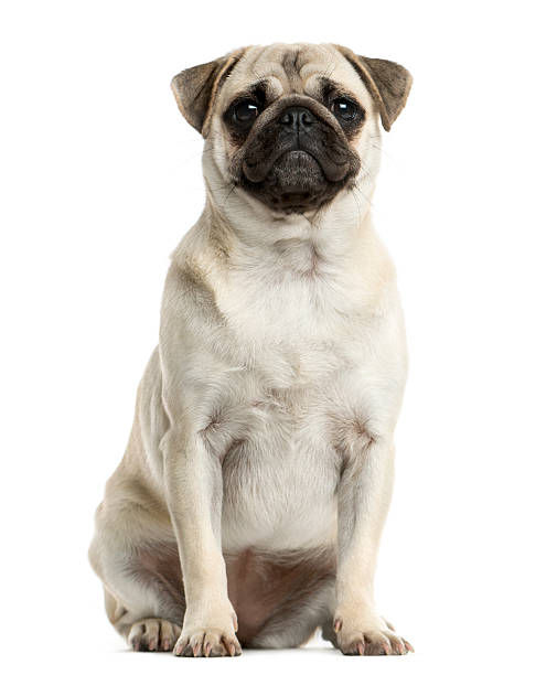 istock Pug sitting in front of a white background 514159168