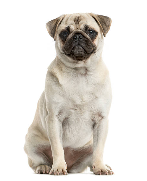 istock Pug sitting in front of a white background 514159198