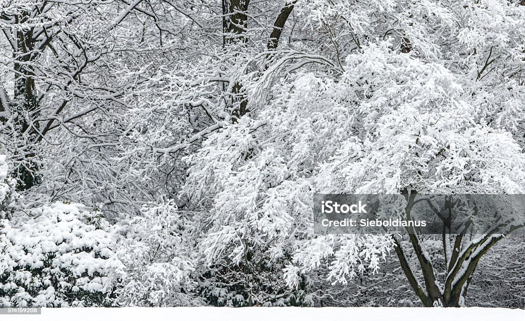 Snow covered winter park scene with shrubs and tree background. Backgrounds Stock Photo