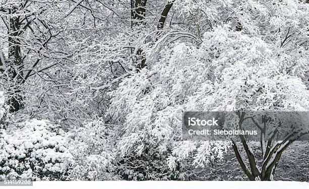 Snow Covered Winter Park Scene With Shrubs And Tree Background Stock Photo - Download Image Now