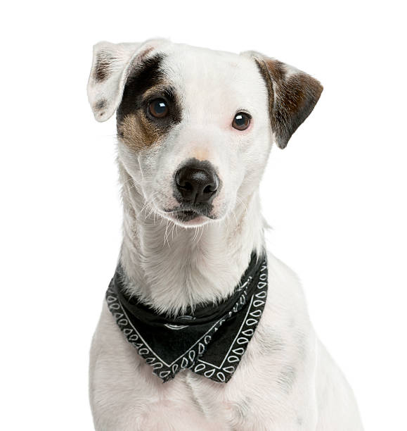 istock Jack Russel Terrier in front of a white background 514159438