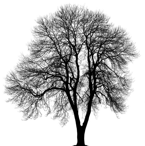 istock Black Norway maple or Acer platanoides in_winter isolated on white. 514159450