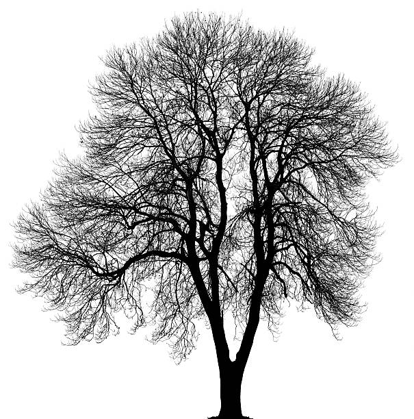 Black Norway maple or Acer platanoides in_winter isolated on white. stock photo
