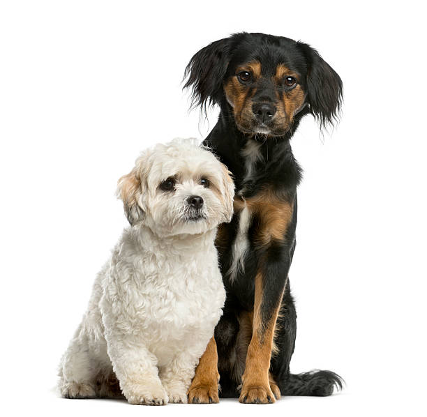 istock Griffon and Shi tzu sitting 514159470