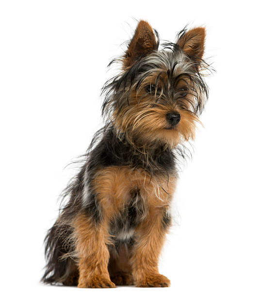 istock Yorkshire terrier sitting in front of a white background 514159708