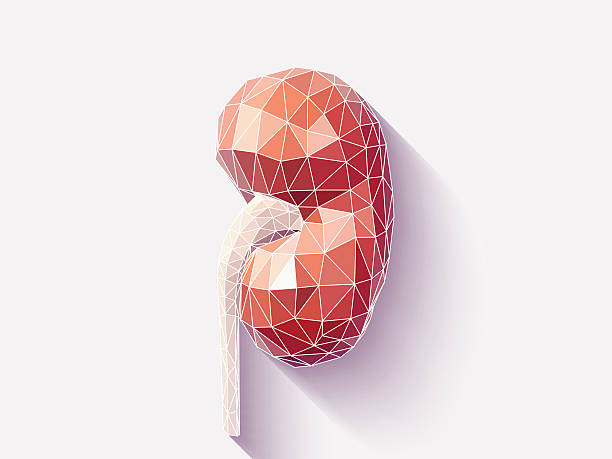 Kidney poly faceted Vector illustration of human kidney with faceted low-poly geometry effect human kidney stock illustrations