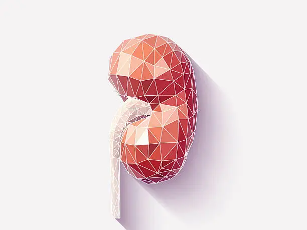 Vector illustration of Kidney poly faceted