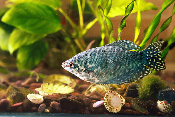 istock Aquarium fish is swimming in the water 514160984