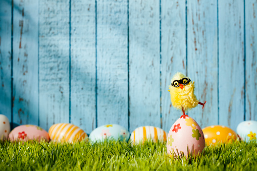 Close up photography of an easter chicken balancing on egg. In behind decorative multi colored easter eggs and on vintage blue wood. Great for design for easter and spring related subject area. Photo captured with a Zeiss Makro-Planar T* 2/50mm at f8. 