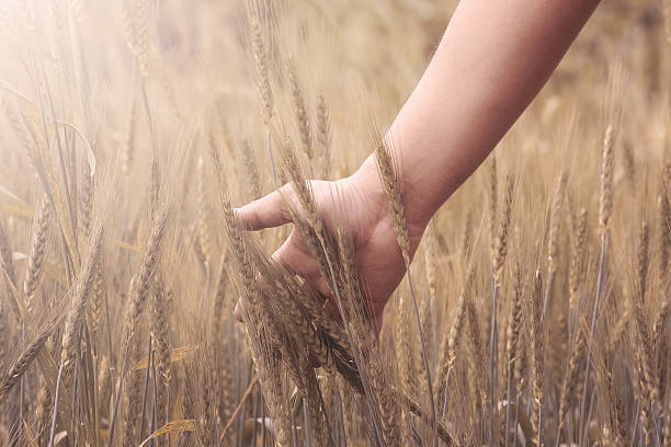 istock Hand touching wheat crop in field 514161980