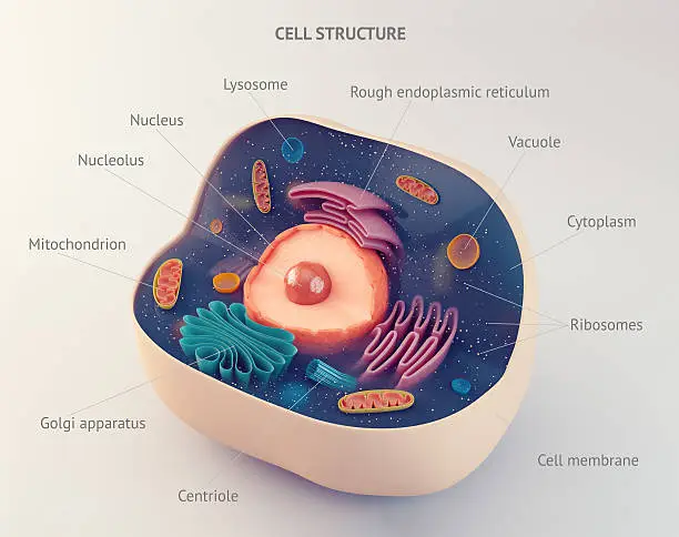 Anatomical structure of biological animal cell with organelles with annotations