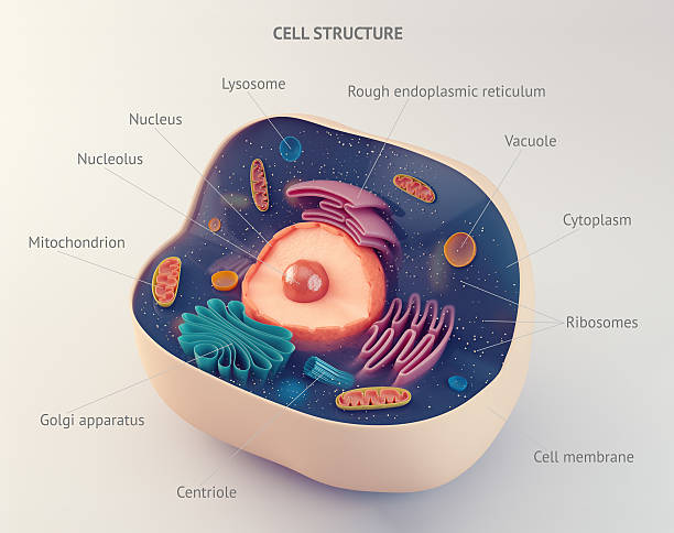 anatomia de uma célula animal estrutura - nucleolus imagens e fotografias de stock