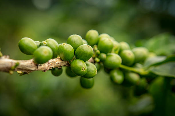 vibrante granos de café verde - kona coffee fotografías e imágenes de stock