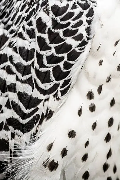 Characteristic black and white feather on the wing and the body of a gyrfalcon (shallow DOF)