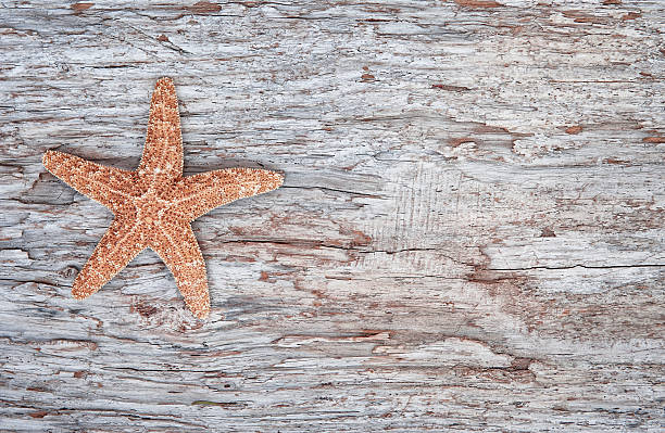 istock Seashell on the old wooden background 514166444