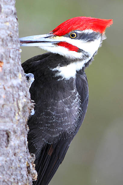 istock pileated male woodpecker closeup frontal 514167124