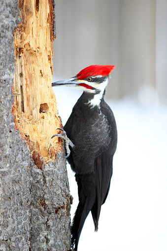 Male pileated woodpecker on a fallen tree in the New England forest. Males can be distinguished from females by their fully red crest and red stripe, or mustache, behind the bill. \
