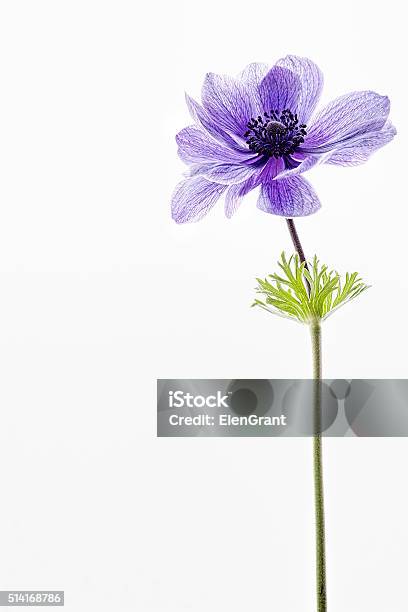 Blue Anemone Stock Photo - Download Image Now - Anemone Flower, Blue, Buttercup