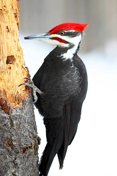 istock male pileated woodpecker 514168798