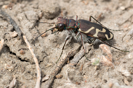 A tiger beetle hunts for other insects on the sandy plains of the drought plagued Cimarron National Grasslands in Kansas.