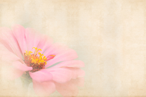 pink flower on old paper texture for background
