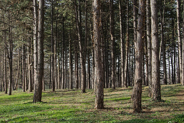 istock Grove In The Park 03 514170362