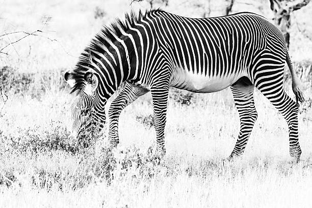 istock Male Grevy's Zebra grazing 514172058