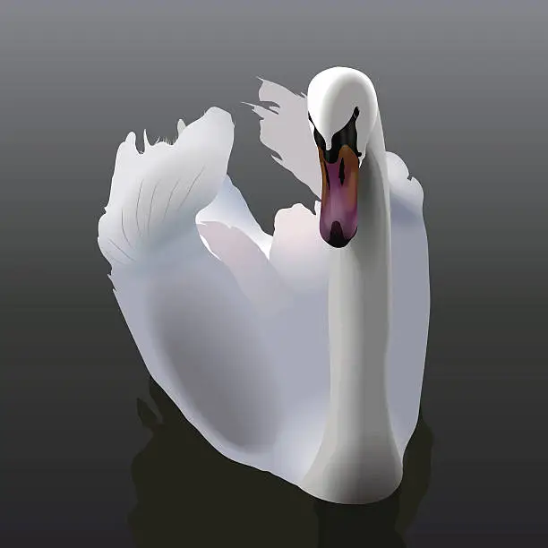 Vector illustration of Elegant white Swan swimming on water