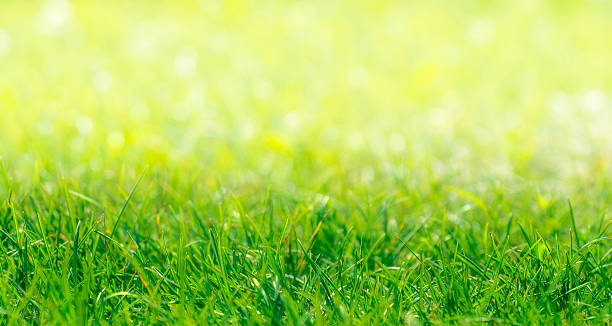 istock Green Grass Border With Defocused Natural Background 514174145