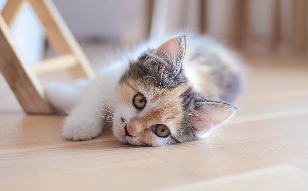istock Lovely calico kitten lying on the floor 514174841