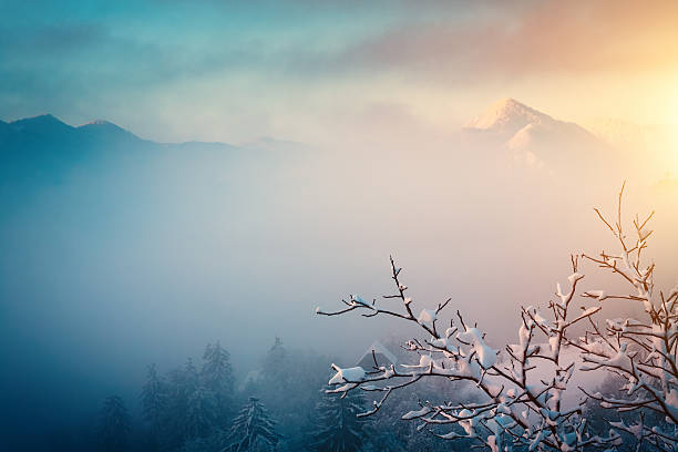 Winter Sunrise Foggy landscape on a winter morning. bare tree snow tree winter stock pictures, royalty-free photos & images