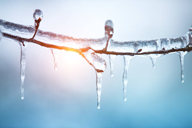 Frozen Tree Twig covered with ice. icicle photos stock pictures, royalty-free photos & images