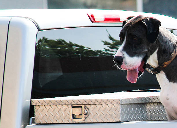istock Dog in a Pickup Truck 514176203