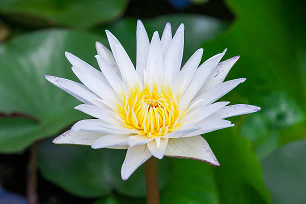 istock beautiful white lotus or water lily in pond 514176735