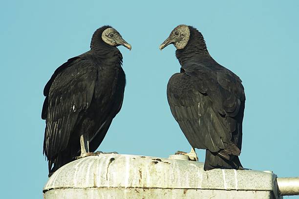 istock Pair of Black Vultures 514177113