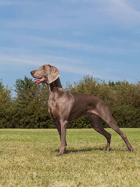 istock Purebred Dog Weimaraner 514177371