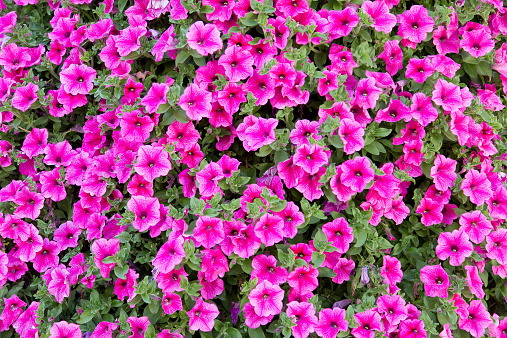 Background of beautiful pinks flowers